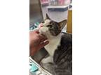 Adopt Hutton a White (Mostly) Domestic Shorthair cat in Parker, CO (41484636)