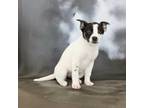 Adopt Sitka a Black - with White Pug / Husky dog in Wolcott, CT (41484998)