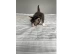 Adopt Ivy a Spotted Tabby/Leopard Spotted Domestic Mediumhair cat in Tampa