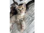 Adopt Reed a Spotted Tabby/Leopard Spotted Domestic Mediumhair cat in Tampa