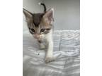 Adopt Bud a Spotted Tabby/Leopard Spotted Domestic Mediumhair cat in Tampa