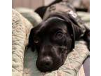 Adopt Catelyn a Black Labrador Retriever / Beagle dog in Warner Robins