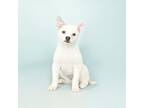 Adopt Chinook a White - with Tan, Yellow or Fawn Pug / Husky dog in Wolcott
