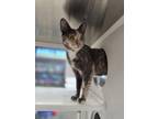 Adopt Avocado a Calico or Dilute Calico Domestic Shorthair / Mixed (short coat)