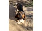 Adopt Hank a Black - with Brown, Red, Golden, Orange or Chestnut Basset Hound /