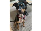 Adopt Max a Black - with Tan, Yellow or Fawn Miniature Pinscher dog in Oak