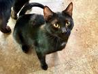 Adopt “Energizer” Bunny a All Black Domestic Shorthair (short coat) cat in