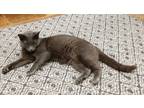 Adopt Tatum a Domestic Shorthair (short coat) cat in South Bend, IN (41494684)