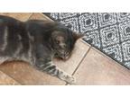 Adopt Sury a Domestic Shorthair (short coat) cat in South Bend, IN (41494682)