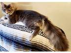 Adopt BOB - FFPR a Gray, Blue or Silver Tabby Maine Coon / Mixed (long coat) cat