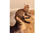 Adopt BRUCE - FFPR a Spotted Tabby/Leopard Spotted Maine Coon / Mixed cat in