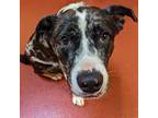 Adopt Jessie a Gray/Blue/Silver/Salt & Pepper Catahoula Leopard Dog / Hound