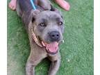 Adopt Serafina a Gray/Blue/Silver/Salt & Pepper Cane Corso / Mixed dog in