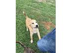 Adopt Kenickie a Boxer / Siberian Husky dog in Suffolk, VA (41494853)