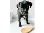Adopt Stella D'oro a Black - with White Catahoula Leopard Dog / Mixed Breed