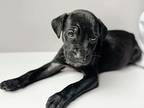 Adopt Moon Pie a Black Catahoula Leopard Dog / Mixed Breed (Medium) dog in