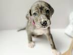 Adopt Sugar a Catahoula Leopard Dog / Mixed Breed (Medium) dog in Amesbury