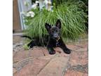 Adopt KAALA 5 Pounds FOSTERED IN NEW JERSEY a Black Australian Shepherd / Border