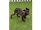 Adopt Nemo Litter (Nemo) - Located in Virginia a Brindle Dutch Shepherd / Mixed