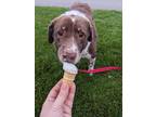 Adopt Gretzky a Brown/Chocolate - with White Mixed Breed (Medium) / Mixed dog in