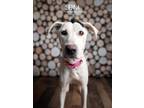 Adopt Sienna a White Labrador Retriever dog in Littleton, CO (41484103)