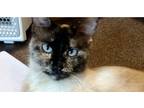 Adopt Hazel a Spotted Tabby/Leopard Spotted Domestic Shorthair cat in Lafayette