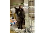 Adopt Peppermint a All Black Domestic Shorthair cat in Lafayette, CO (41484268)
