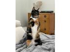 Adopt Roxxy a Orange or Red (Mostly) Domestic Shorthair (short coat) cat in