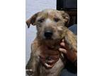 Adopt Gaspar a Brown/Chocolate Terrier (Unknown Type, Medium) dog in Kensington
