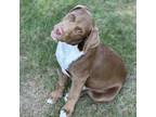 Adopt Woody a Brown/Chocolate Labrador Retriever / Mixed Breed (Medium) dog in