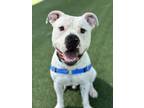 Adopt Bonham a American Pit Bull Terrier / Mixed dog in San Luis Obispo