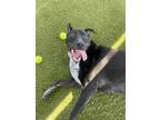 Adopt Denny a Labrador Retriever / American Pit Bull Terrier / Mixed dog in San