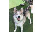 Adopt Bronco a Siberian Husky / Mixed dog in Escondido, CA (41478061)