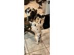 Adopt Harvey Dent a White - with Black Great Dane / Mixed dog in Lompoc