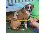 Adopt Momo a Basset Hound / Mixed dog in Murphysboro, IL (41493300)