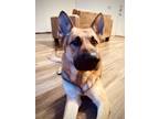 Adopt Duke a Brown/Chocolate - with Black German Shepherd Dog / Mixed dog in