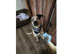 Adopt Kai a White - with Gray or Silver Catahoula Leopard Dog / Mixed dog in