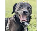 Adopt Lamaro a Black - with White Dachshund / Mixed dog in Missouri City