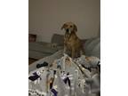 Adopt Jax a Tan/Yellow/Fawn Labrador Retriever / Mutt / Mixed dog in North