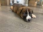 Adopt Loki a Brown/Chocolate - with White Australian Shepherd / Mixed dog in