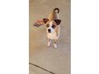 Adopt Ginny a Tricolor (Tan/Brown & Black & White) Chiweenie / Pug / Mixed dog