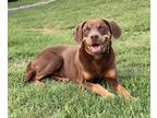 Adopt Roxy a Brown/Chocolate - with Tan Retriever (Unknown Type) / Doberman