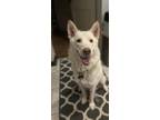 Adopt Casino - Ready June 2024 a White German Shepherd Dog / Mixed dog in