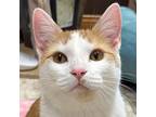 Adopt Colby Jack a Orange or Red Tabby Domestic Shorthair (short coat) cat in