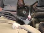 Adopt Scratch a Black & White or Tuxedo American Shorthair / Mixed (short coat)
