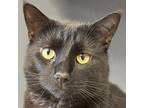 Adopt Bruno a All Black Domestic Shorthair (short coat) cat in Crystal Lake