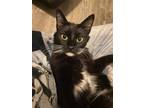 Adopt Chris the Cutie Bug a Black & White or Tuxedo Domestic Mediumhair / Mixed