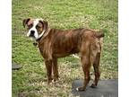 Adopt Breaker a Brown/Chocolate - with White Australian Shepherd / Mixed Breed