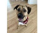 Adopt Edgar a Tricolor (Tan/Brown & Black & White) Black Mouth Cur / German