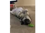 Adopt Rekkr a Black - with Gray or Silver Norwegian Elkhound / Mixed dog in